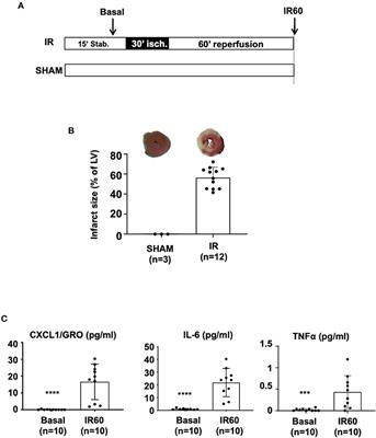 PPARβ/δ Is Required for Mesenchymal Stem Cell Cardioprotective Effects Independently of Their Anti-inflammatory Properties in Myocardial Ischemia-Reperfusion Injury